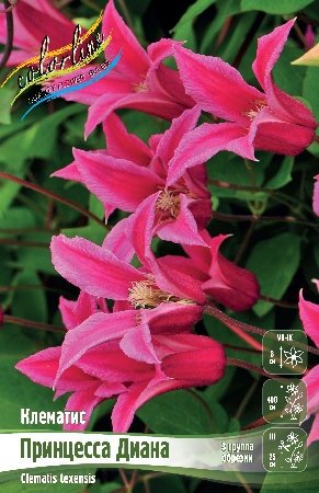 Клематис Принцесса Диана 1шт (Колорлайн)