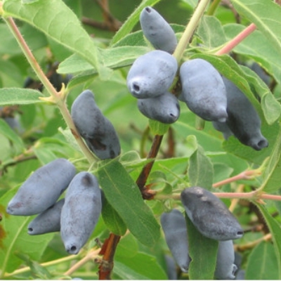 Жимолость Чулымская (коробка) 1шт (Сиб Сад)