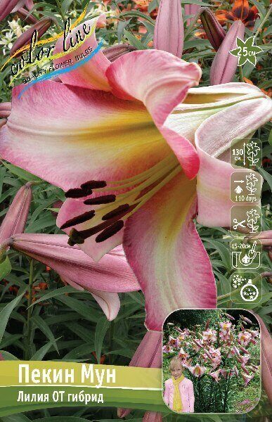 Лилия Пекин Мун (OT гибрид) 12/14 1шт (Колорлайн)