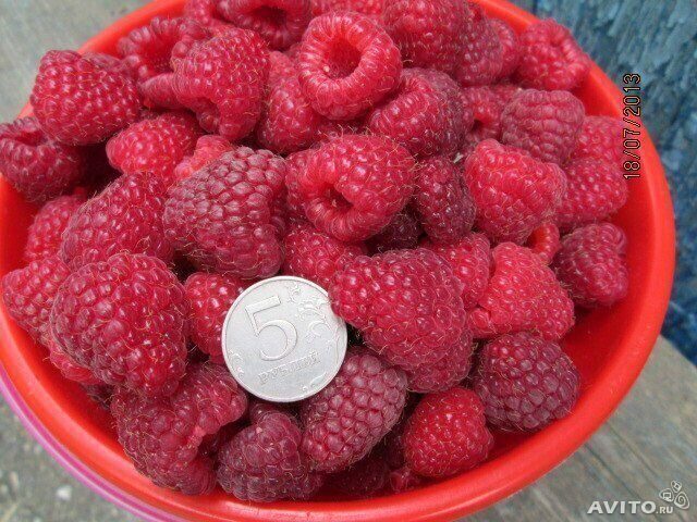 Малина Полька ремонтантная (коробка) 1шт (Сиб Сад)