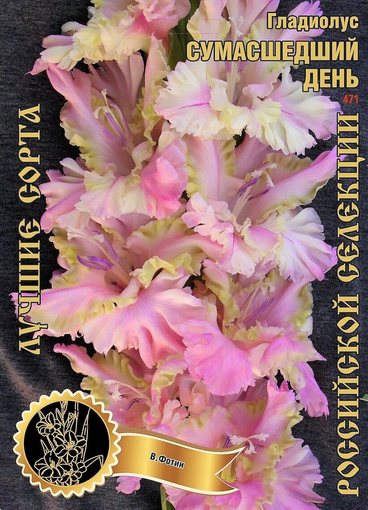 Гладиолус Сумасшедший День 441/471,Фотин 1 р-р 1шт (Ф)