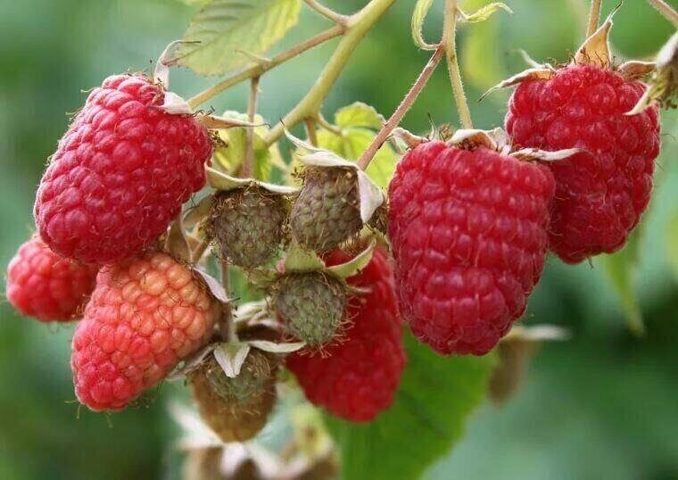 Малина Идеальная крупноплодная (коробка) 1шт (Сиб Сад)