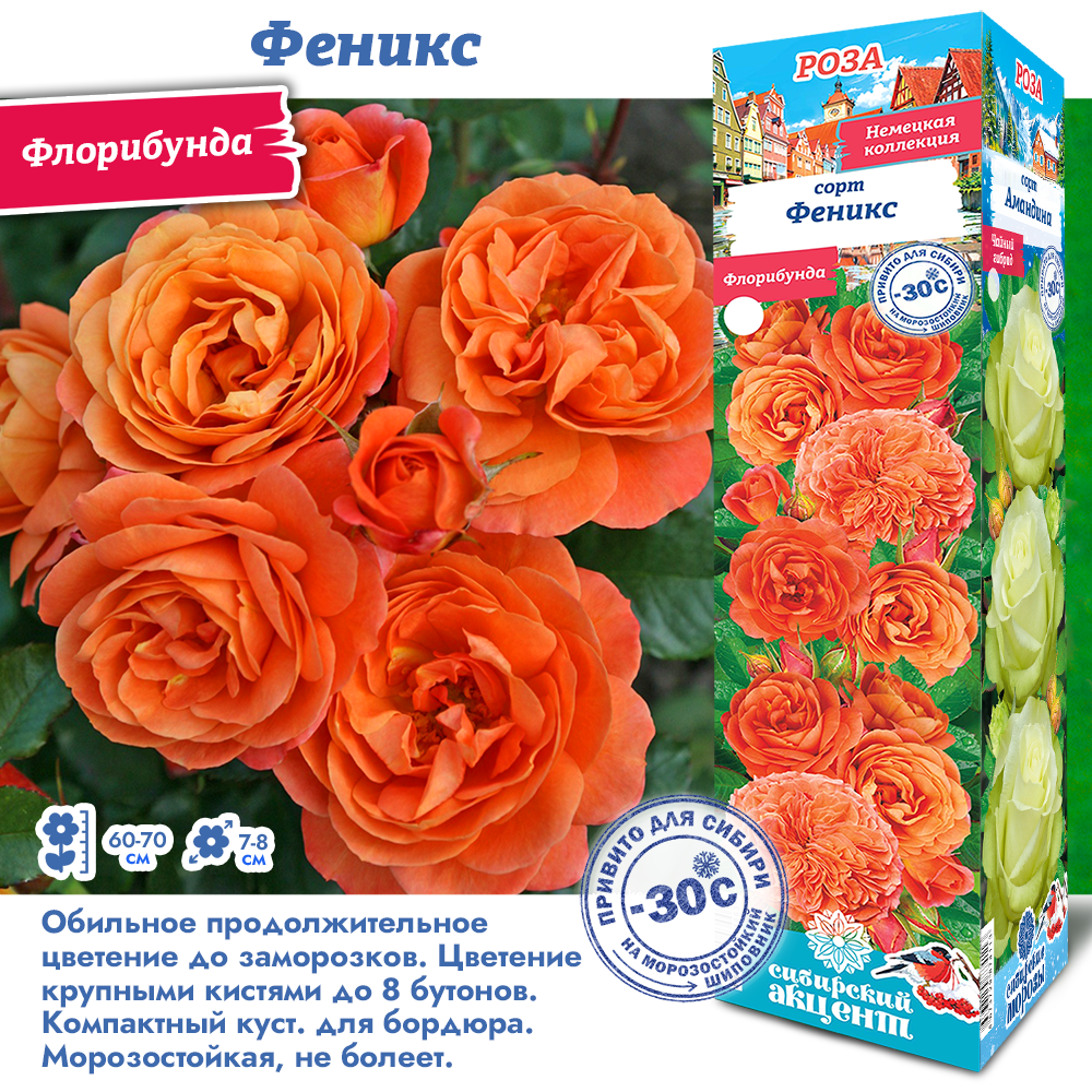 Роза Феникс (Флорибунда) 1шт (Сиб сад)
