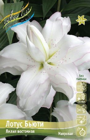 Лилия Лотус Бьюти (Восточная/Махровая) 12/14 1шт (Колорлайн)