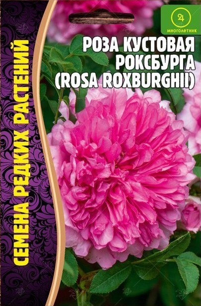 Роза Кустовая Роксбурга 10шт (Ред.сем)