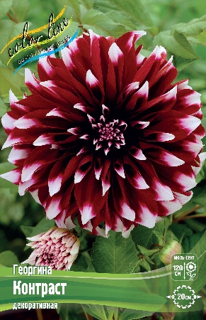 Георгина Контраст 1шт (Колорлайн)