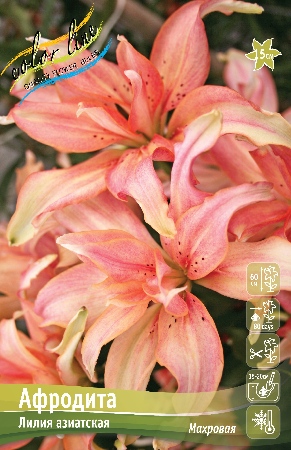 Лилия Афродита (Азиатская/Махровая) 12/14 1шт (Колорлайн)