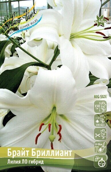 Лилия Брайт Бриллиант (ЛО гибрид) 12/14 1шт (Колорлайн)