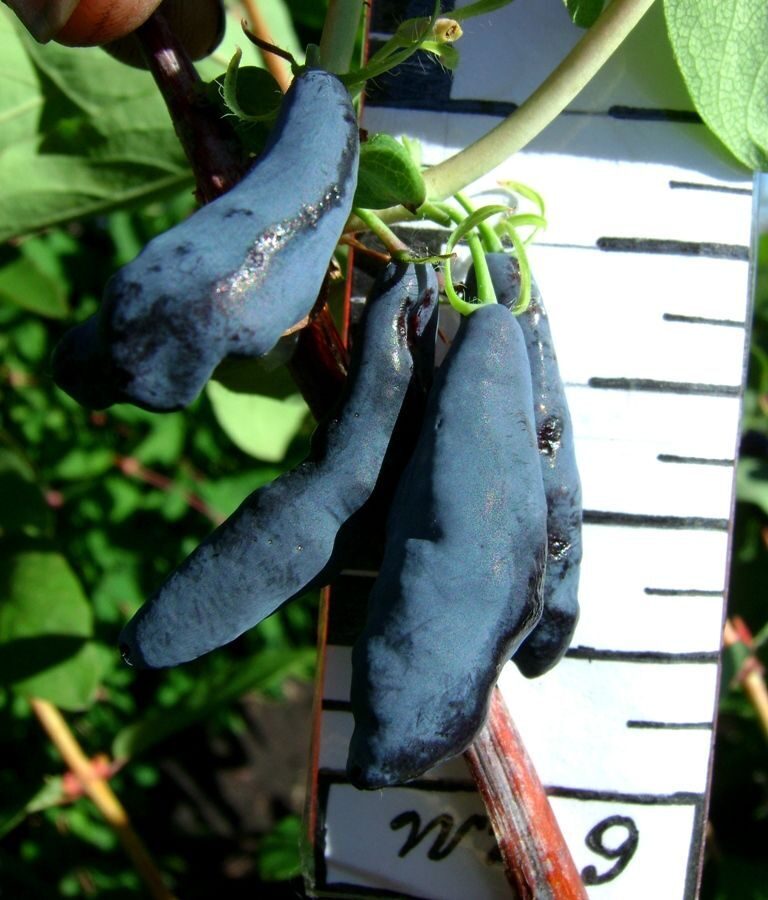 Жимолость Сибирячка (коробка) 1шт (Сиб Сад)