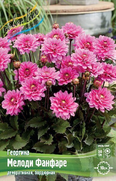 Георгина Мелоди Фанфаре 1шт (Колорлайн)