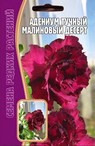 Адениум тучный Малиновый Десерт 3шт (Ред.Сем)