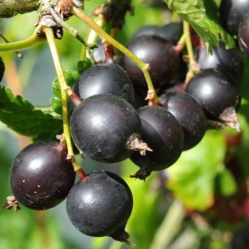 Йошта Крона (коробка) 1шт (Сиб Сад)