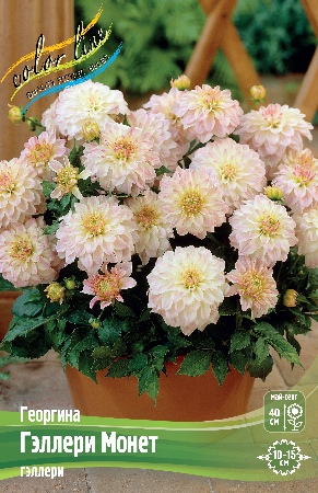 Георгина Гэллери Монет 1шт (Колорлайн)