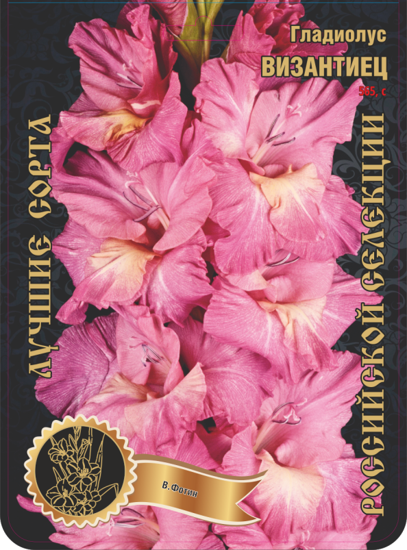 Гладиолус Византиец 565,Фотин 1 р-р 1шт (Ф)