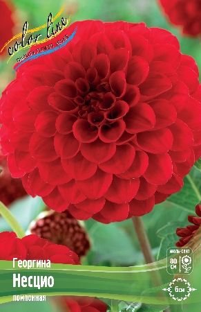 Георгина Несцио 1шт (Колорлайн)