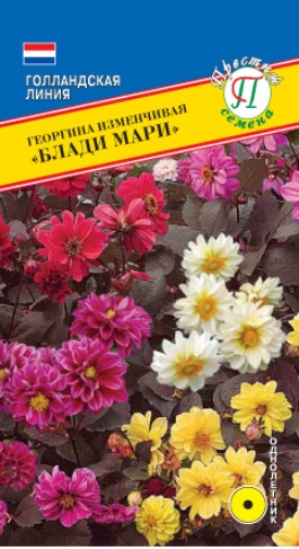 Георгина Блади Мари однолетник 20шт (Престиж)