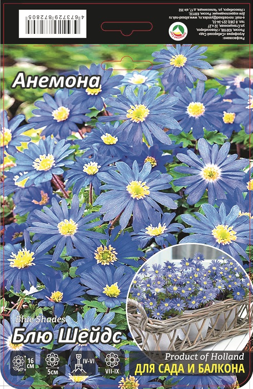 Анемона Блю Шейдс 5/6 15шт (Сиб сад)