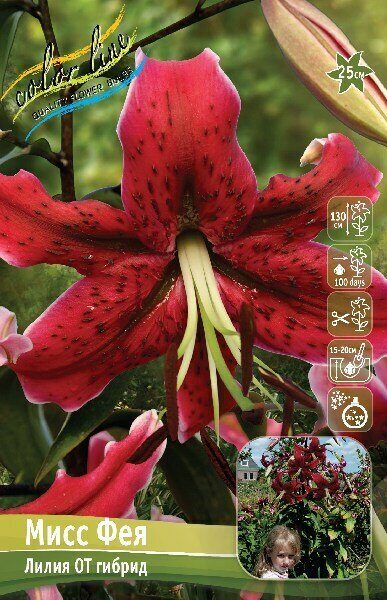 Лилия Мисс Фея (OT гибрид) 12/14 1шт (Колорлайн)