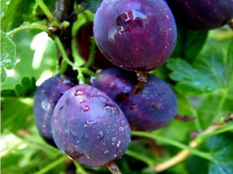 Крыжовник Черномор (коробка) 1шт (Сиб Сад)