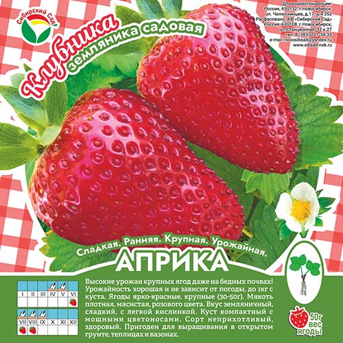 Клубника Априка А 10шт/пучок (Сиб сад)