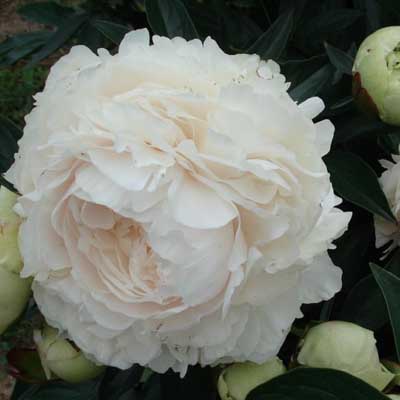 Пион Соланж 2/3 1шт (Поиск)