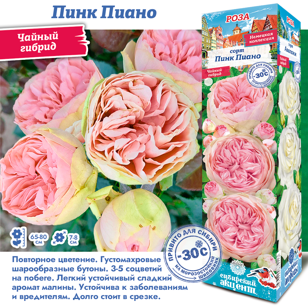 Роза Пинк Пиано (Чайно-гибридная) 1шт (Сиб сад)