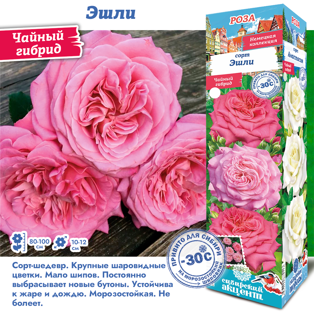 Роза Эшли (Чайно-гибридная) 1шт (Сиб сад)