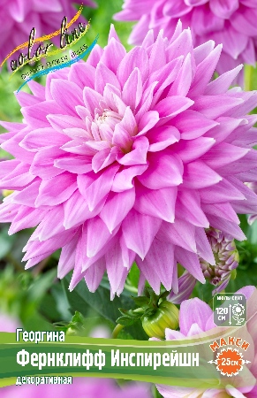 Георгина Фернклифф Инспирейшн 1шт (Колорлайн)