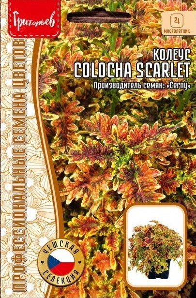 Колеус Colocha scarlet однолетник 5шт (Ред.сем)
