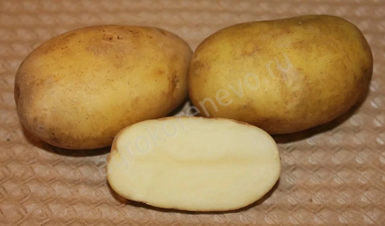 Картофель Юбилей Маршала Жукова 1 репродукция  2кг (Россия)