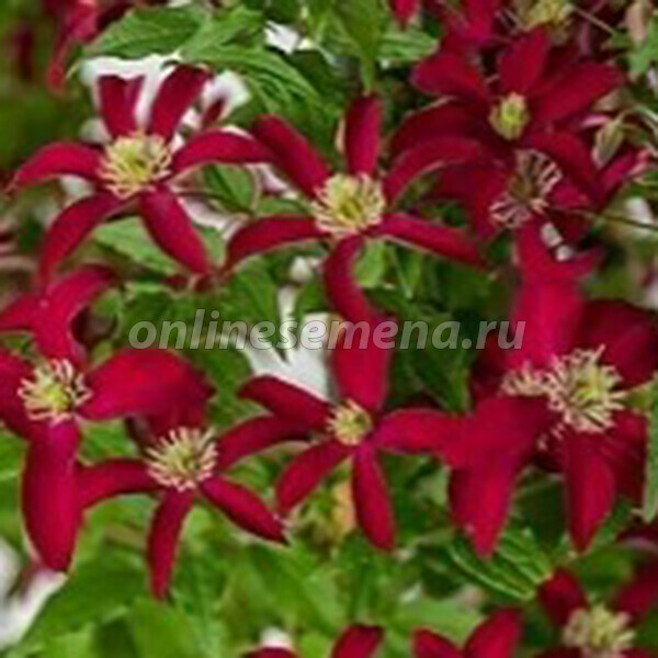 Клематис Глориес Ред (капер) 1шт (Поиск)