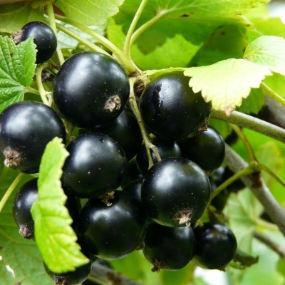 Смородина Дачная черная (коробка) 1шт (Сиб сад)