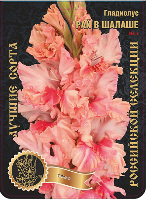 Гладиолус Рай в Шалаше 563,Фотин 1 р-р 1шт (Ф)