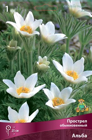 Прострел Альба 1шт (Поиск)