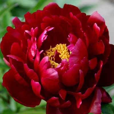 Пион Петер Бранд 2/3 1шт (Поиск)