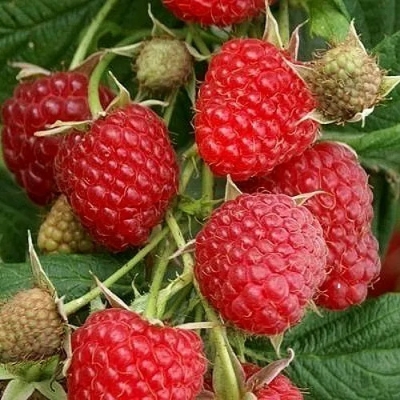 Малина Глен Ампл крупноплодная (коробка) 1шт (Сиб Сад)