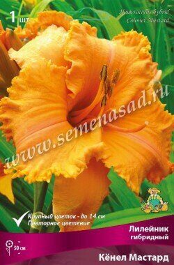 Лилейник Кенел Мастард 1шт (Поиск)