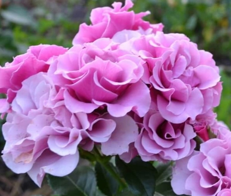 Роза Санта Барбара (Спрей) 1шт (Сиб сад)