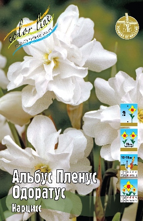 Нарцисс Альбус Пленус Одоратус 12/14 3шт (Колорлайн)