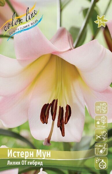 Лилия Истерн Мун (OT гибрид) 12/14 1шт (Колорлайн)
