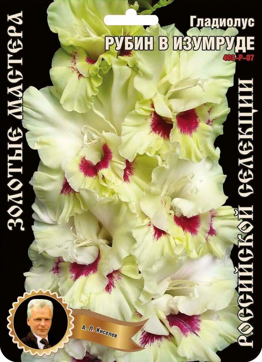 Гладиолус Рубин в изумруде 403,Киселев 1 р-р 1шт (Ф)