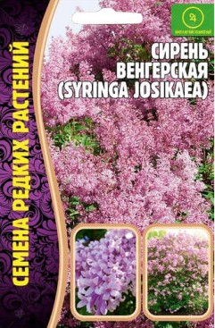 Сирень Венгерская 10шт (Ред.сем)
