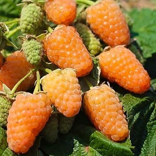 Малина Оранжевая Чудная ремонтантная (коробка) 1шт (Сиб Сад)