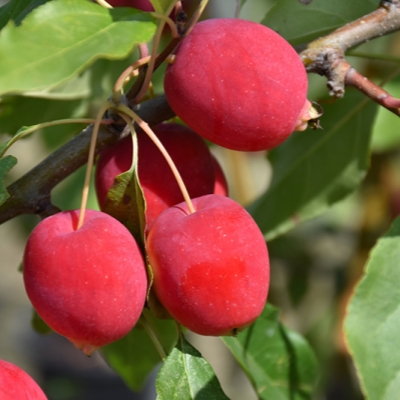 Яблоня Китайка Долго ранетка (саженец с этикеткой) 1шт (Сиб Сад)