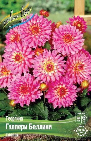 Георгина Гэллери Беллини 1шт (Колорлайн)
