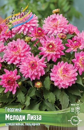 Георгина Мелоди Лизза 1шт (Колорлайн)