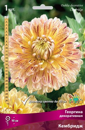 Георгина Кембридж 1шт (Поиск)