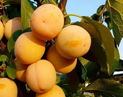 Слива Желтая крупная домашняя (саженец с этикеткой) 1шт (Сиб сад)