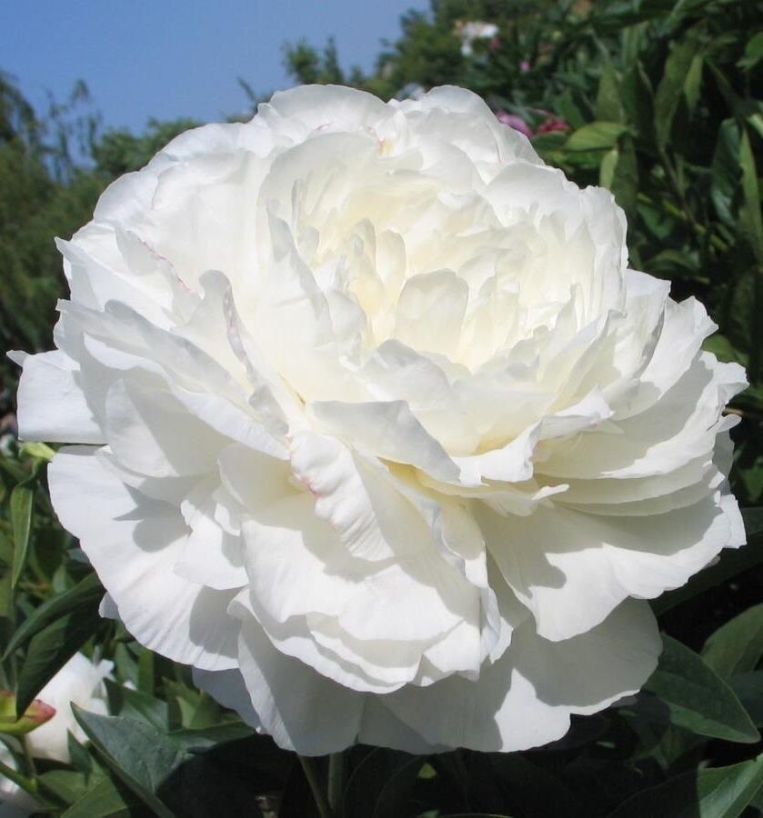 Пион Мун овер Баррингтон 2/3 1шт (Поиск)