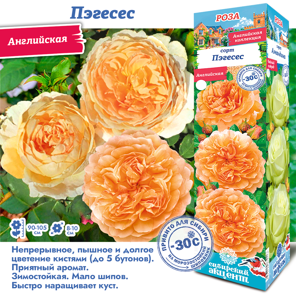 Роза Пэгесес (Английская) 1шт (Сиб сад)